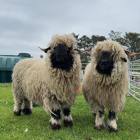 Glampods Glamping Pod - Meet Highland Cows And Sheep Elginヴィラ エクステリア 写真