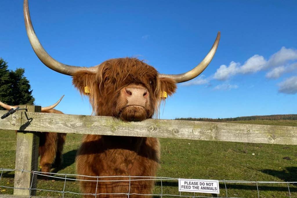 Glampods Glamping Pod - Meet Highland Cows And Sheep Elginヴィラ エクステリア 写真
