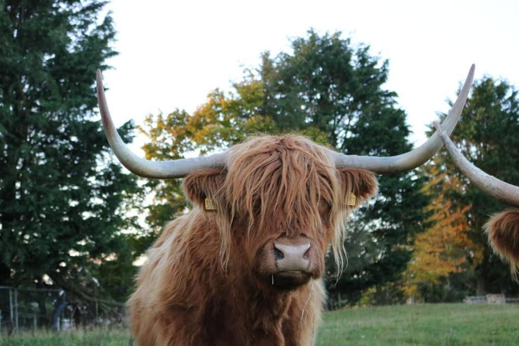 Glampods Glamping Pod - Meet Highland Cows And Sheep Elginヴィラ エクステリア 写真
