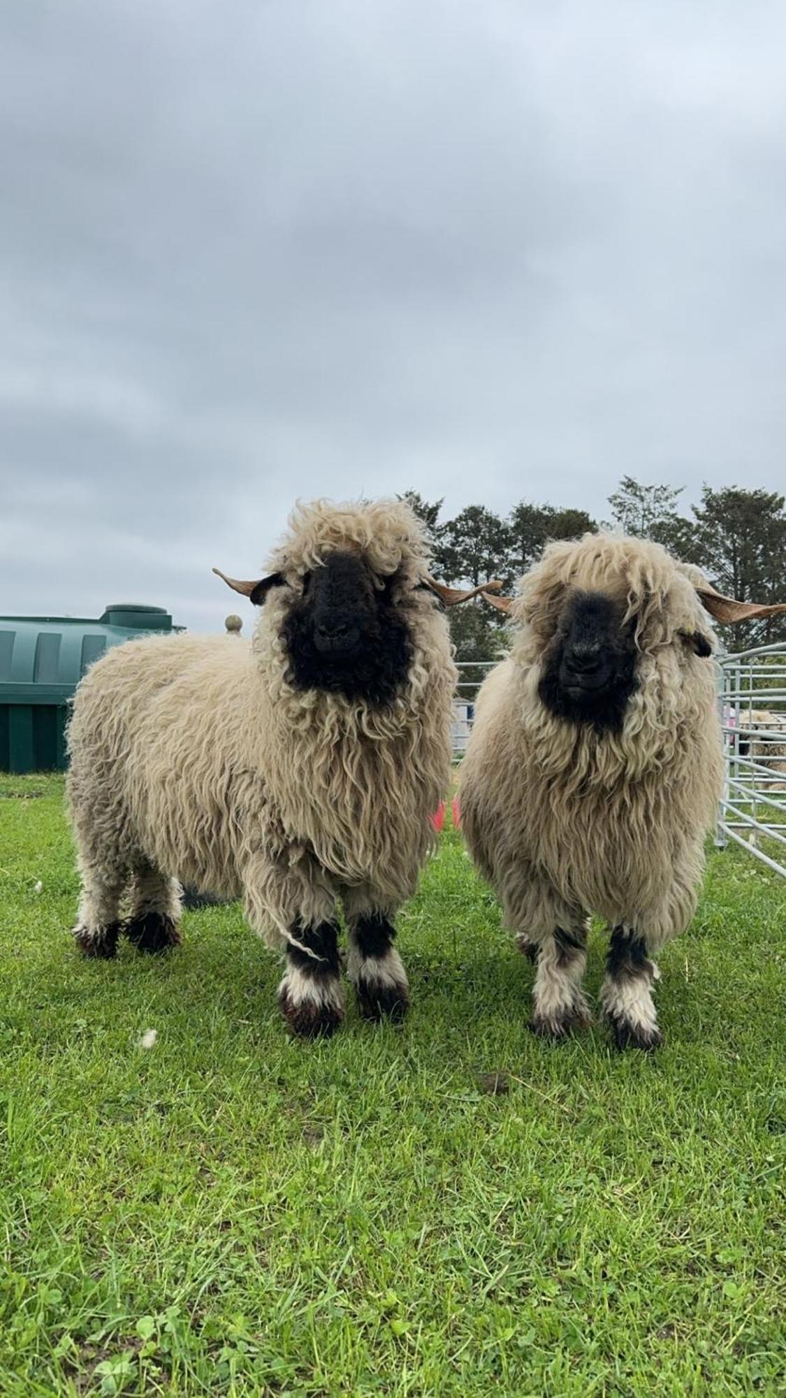 Glampods Glamping Pod - Meet Highland Cows And Sheep Elginヴィラ エクステリア 写真